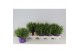 Lavandula angustifolia essence purple 