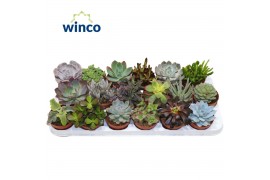 Succulenten mix