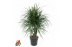 Dracaena marginata vertakt 