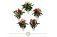Anthurium andr. mix 5 kleuren 6+ 