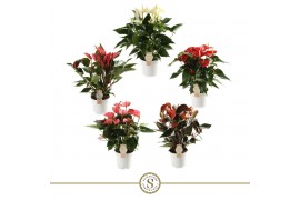 Anthurium andr. mix 5 kleuren 6+