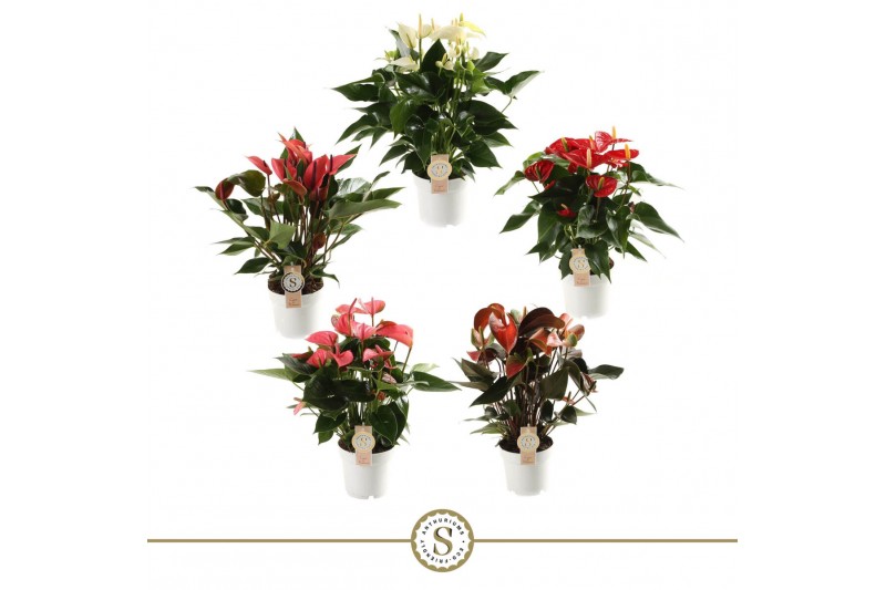Anthurium andr. mix 5 kleuren 6+ 