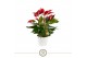 Anthurium banderola roja mille fleurs 