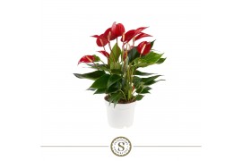 Anthurium banderola roja mille fleurs