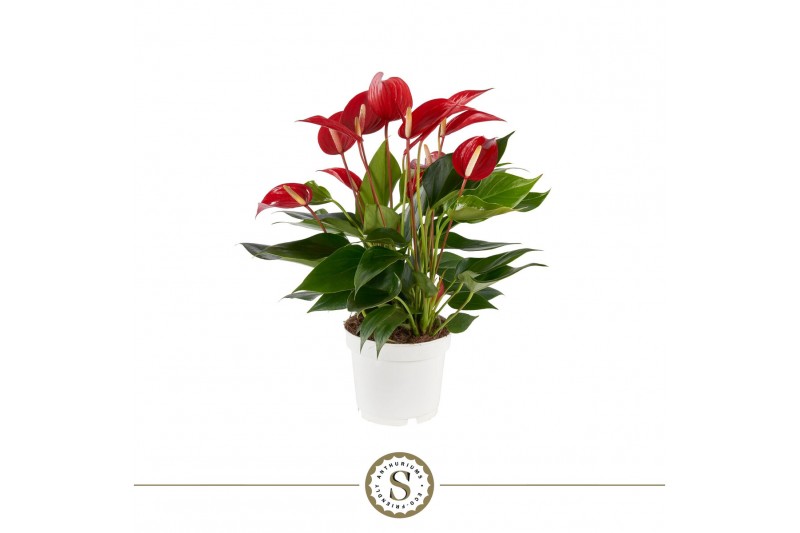 Anthurium banderola roja mille fleurs 