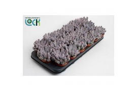 Echeveria monica,