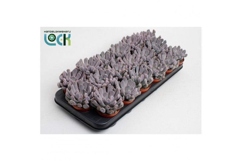 Echeveria monica, 