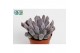 Echeveria monica, 