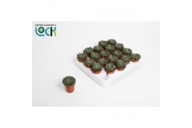 Echeveria Glauca