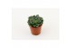 Echeveria Glauca 