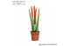 Sansevieria cylindrica velvet touchz oranje 