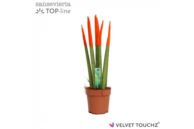 Sansevieria cylindrica velvet touchz oranje 