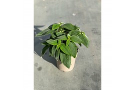 Tibouchina herbacea
