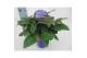 Tibouchina herbacea 