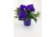 Tibouchina herbacea 