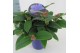 Tibouchina herbacea 