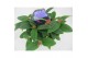 Tibouchina herbacea 