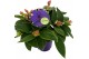 Tibouchina herbacea 