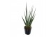 Sansevieria cylindrica digitorum 