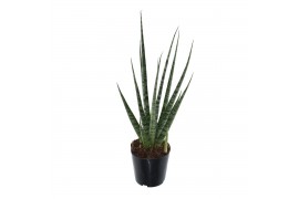Sansevieria cylindrica digitorum