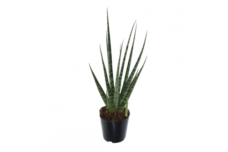 Sansevieria cylindrica digitorum 
