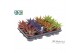 Haworthia fasciata big band Make Upz Mix 