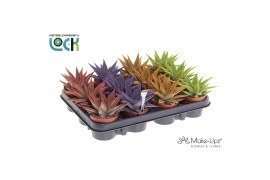 Haworthia fasciata big band Make Upz Mix