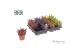 Haworthia fasciata big band Make Upz Mix 