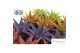 Haworthia fasciata big band Make Upz Mix 