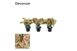 Syngonium neon robusta decorum
