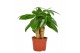 Pachira aquatica triple stam 