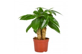 Pachira aquatica triple stam