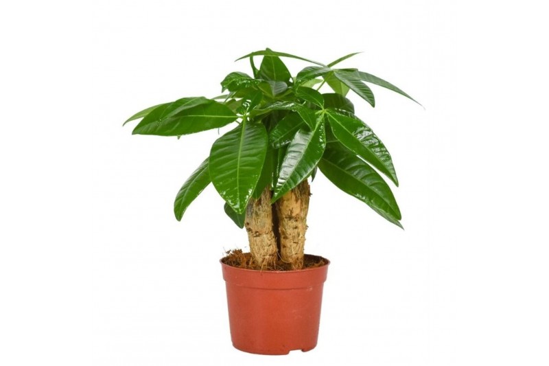 Pachira aquatica triple stam 
