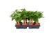 Pachira aquatica triple stam 