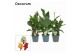 Canna island serie mix decorum 