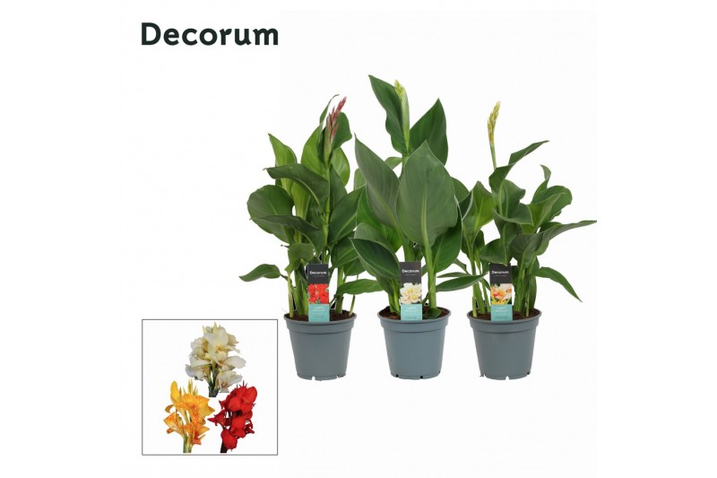 Canna island serie mix decorum 