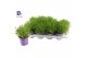 Lavandula angustifolia essence purple Lavandula Essence Purple 