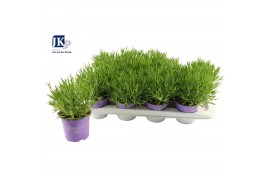 Lavandula angustifolia essence purple Lavandula Essence Purple
