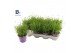 Lavandula angustifolia essence purple Lavandula Essence Purple 