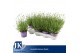 Lavandula angustifolia essence purple Lavandula Essence Purple 