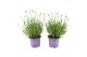 Lavandula angustifolia essence purple Lavandula Essence Purple 