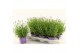 Lavandula angustifolia essence purple Lavandula Essence Purple 