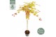 Acer shirasawanum Moonrise 90 cm stam 
