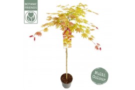 Acer shirasawanum Moonrise 90 cm stam