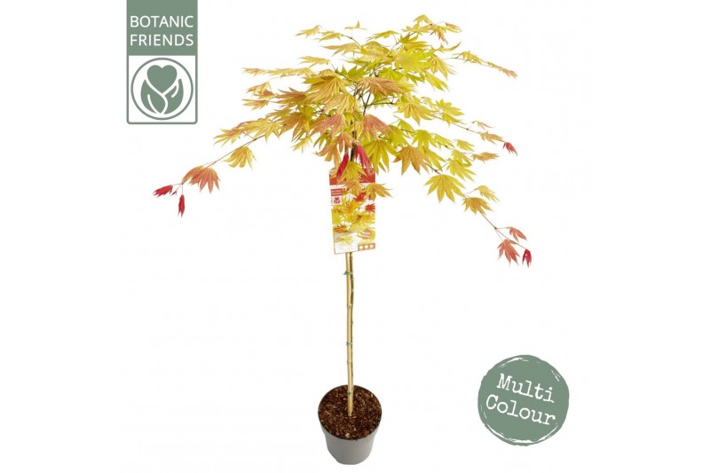 Acer shirasawanum Moonrise 90 cm stam 