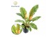 Philodendron Ring of Fire Philodendron narrow Ring of Fire P14 1 pp 