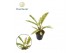 Philodendron Ring of Fire Philodendron narrow Ring of Fire P12 1 pp 