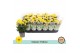 Chrysanthemum ind. tapas time Classic yellow 