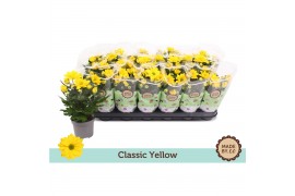 Chrysanthemum ind. tapas time Classic yellow