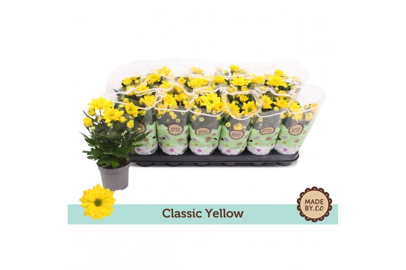 Chrysanthemum ind. tapas time Classic yellow 